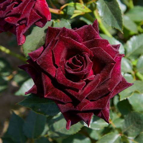 baccara rosen|schwarze rosen kaufen gärtnerei.